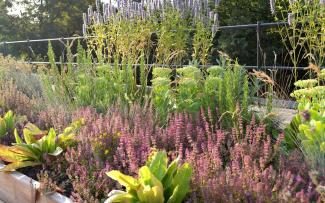 Plant bed with herbs on a roof